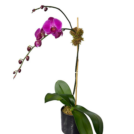 Tropics Orchid Plant