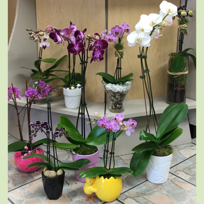 Phalaenopsis Orchid Variety