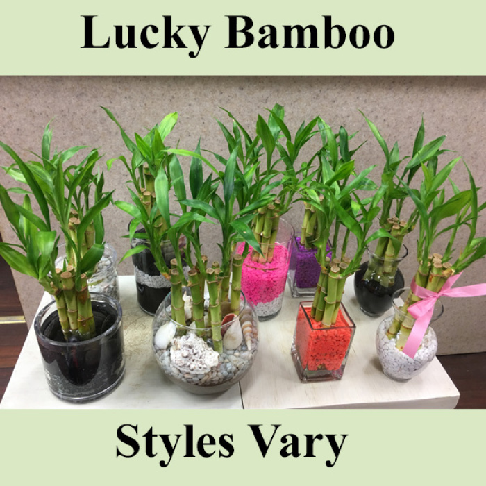 Lucky Bamboo