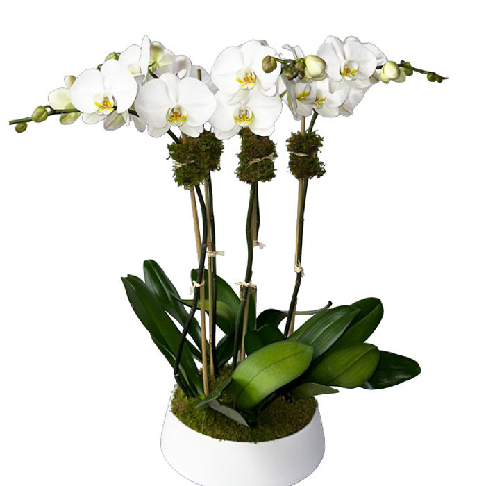 Stunning Orchid Plant