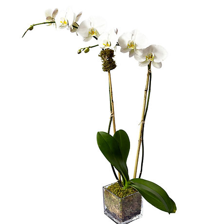 Whimsy Orchid Plant
