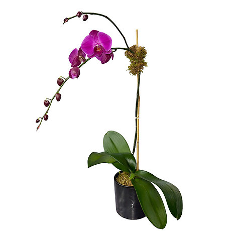 Tropics Orchid Plant