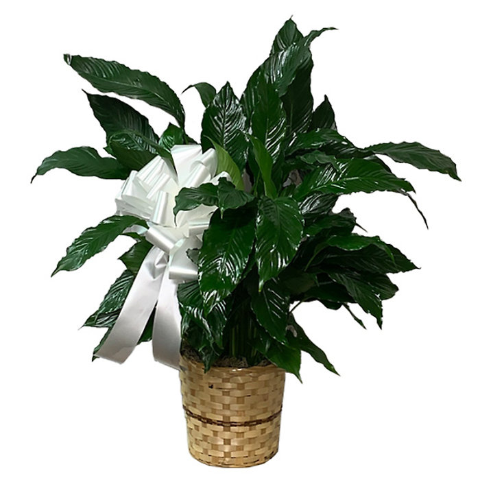 Peace Lily Plant
